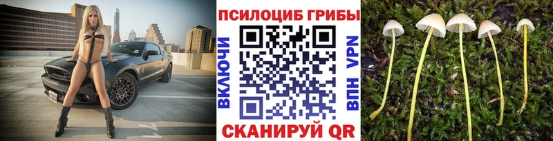 как найти   Невинномысск  Псилоцибиновые грибы мицелий 